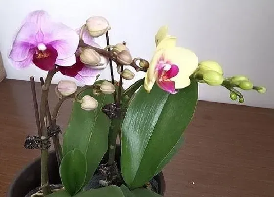 植物常识问题|蝴蝶兰用哪些养护方法开花多