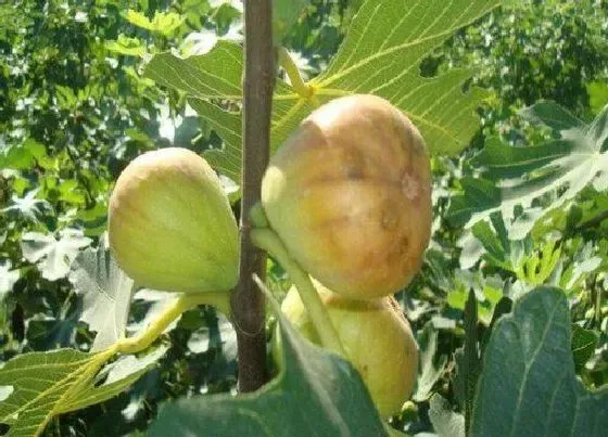 植物常识问题|如何解决无花果不挂果还长不好
