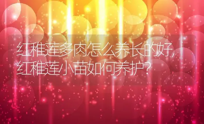 红稚莲多肉怎么养长的好,红稚莲小苗如何养护？ | 养殖常见问题