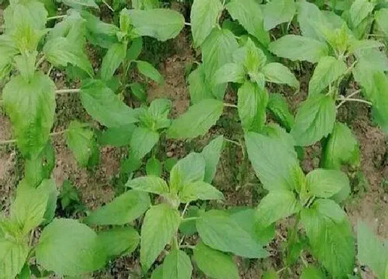 植物常识问题|芝麻是从哪里来的图片 芝麻是怎么长出来的样子