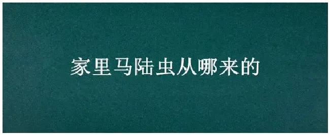 家里马陆虫从哪来的 | 三农问答