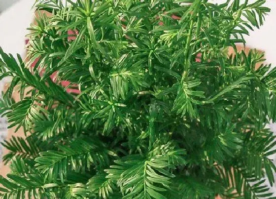 植物常识问题|夏天北方室内红豆衫如何养护