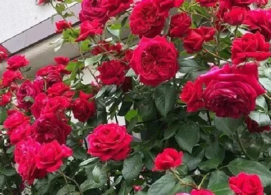 植物常识问题|月季大规模的叶斑病如何防治