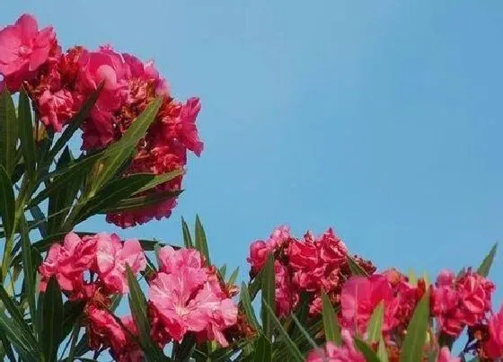 植物常识问题|柳叶桃放家里如何管理