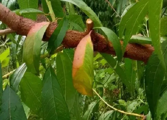 植物常识问题|怎样修剪桃树枝最好 冬天桃树的修剪技术和方法