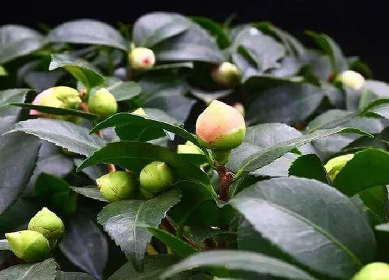 植物常识问题|茶花如何正确的补充营养