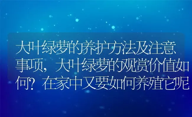 大叶绿萝的养护方法及注意事项,大叶绿萝的观赏价值如何？在家中又要如何养殖它呢 | 养殖常见问题