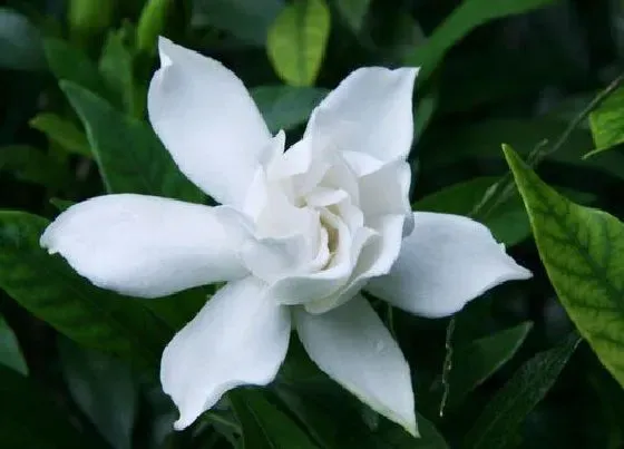 植物常识问题|栀子花盆面为什么要进行杀菌