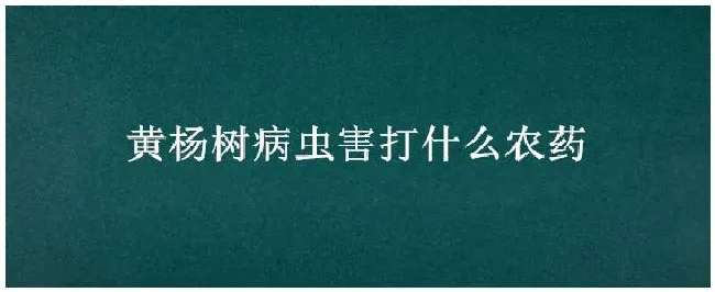 黄杨树病虫害打什么农药 | 农业常识