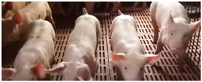 养猪多少头要环保税 | 农业常识