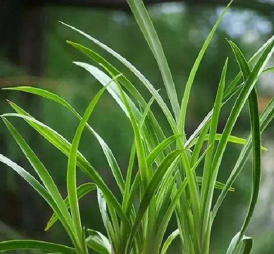 植物常识问题|兰花叶尖干枯是怎么回事（兰花叶子尖干枯原因及处理）