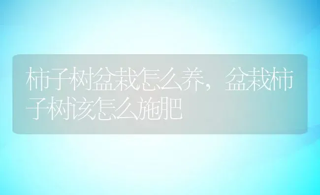 柿子树盆栽怎么养,盆栽柿子树该怎么施肥 | 养殖常见问题