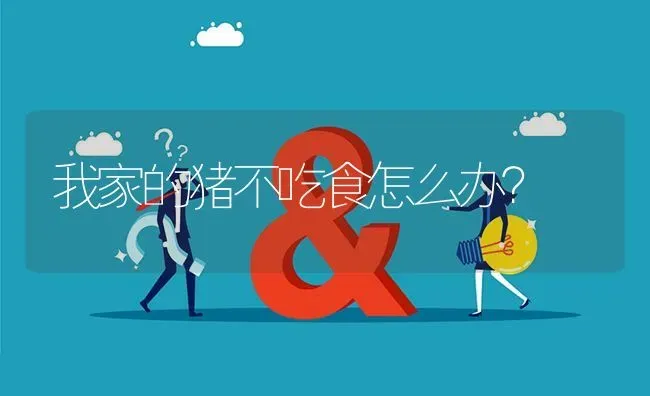 我家的猪不吃食怎么办? | 养殖问题解答