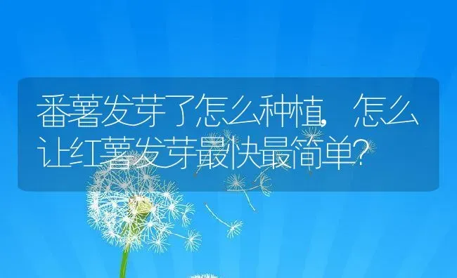 番薯发芽了怎么种植,怎么让红薯发芽最快最简单？ | 养殖常见问题