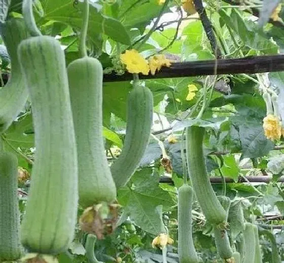 植物常识问题|丝瓜秧不开花不结果怎么回事（只长藤不结瓜解决办法）