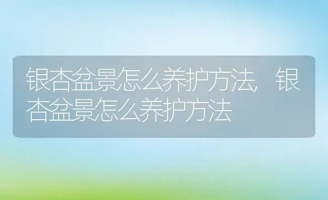 银杏盆景怎么养护方法,银杏盆景怎么养护方法 | 养殖常见问题