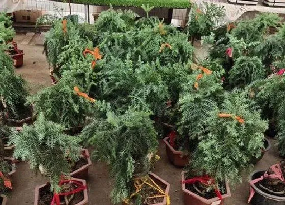 植物常识问题|夏季如何养盆栽松树生长迅速