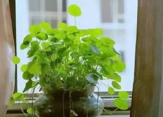 植物常识问题|水培铜钱草如何避免蚊虫