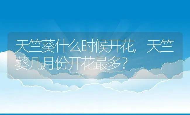 天竺葵什么时候开花,天竺葵几月份开花最多？ | 养殖常见问题