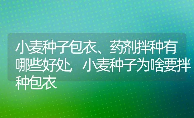 小麦种子包衣、药剂拌种有哪些好处,小麦种子为啥要拌种包衣 | 养殖常见问题