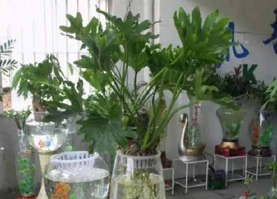 植物常识问题|春天养花的4大忌讳