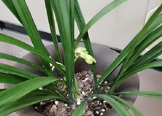 植物常识问题|兰花如何养护不换盆也能长满芽