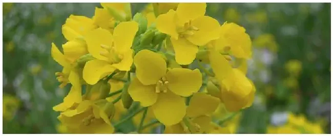 静海油菜花种植基地开花了吗 | 农业答疑