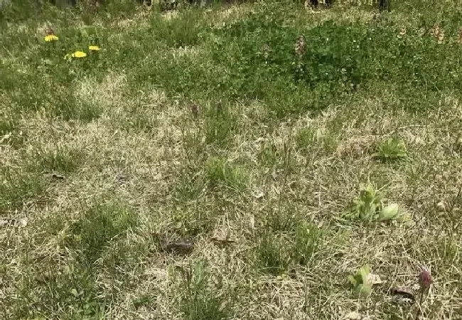 植物常识问题|怎么让土地不长杂草（杂草太多的田地里怎么处理）