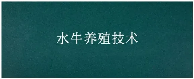 水牛养殖技术 | 农业常识