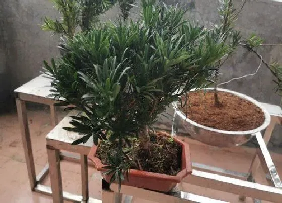 植物常识问题|夏季如何养盆栽松树生长迅速