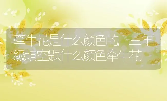 牵牛花是什么颜色的,三年级填空题什么颜色牵牛花 | 养殖常见问题