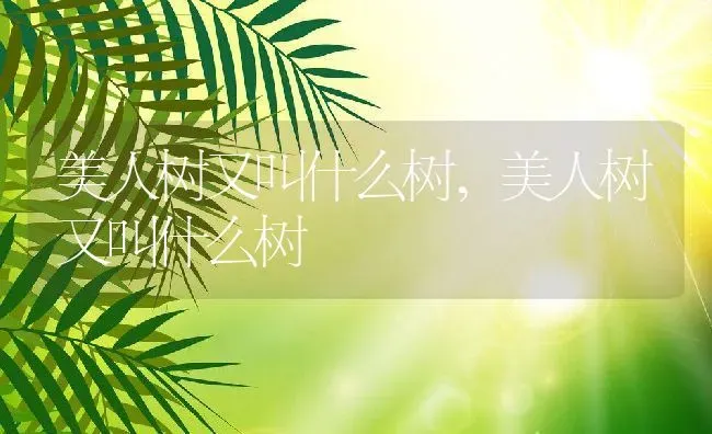 美人树又叫什么树,美人树又叫什么树 | 养殖常见问题