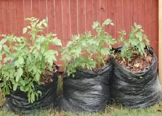 植物常识问题|花卉养护中方便袋都有哪些作用