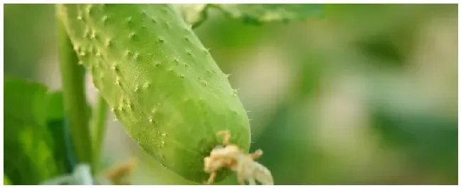 黄瓜长在哪里 | 农业问题