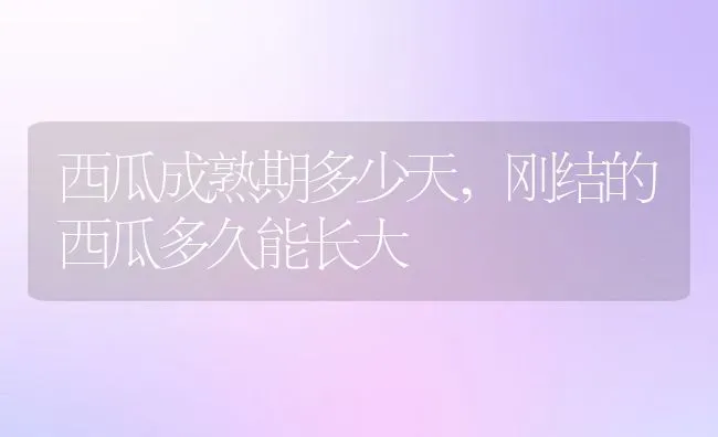 西瓜成熟期多少天,刚结的西瓜多久能长大 | 养殖常见问题