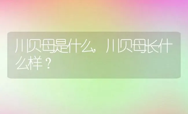 川贝母是什么,川贝母长什么样？ | 养殖常见问题