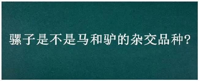 骡子是不是马和驴的杂交品种? | 三农答疑