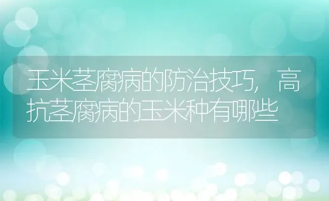 玉米茎腐病的防治技巧,高抗茎腐病的玉米种有哪些 | 养殖常见问题