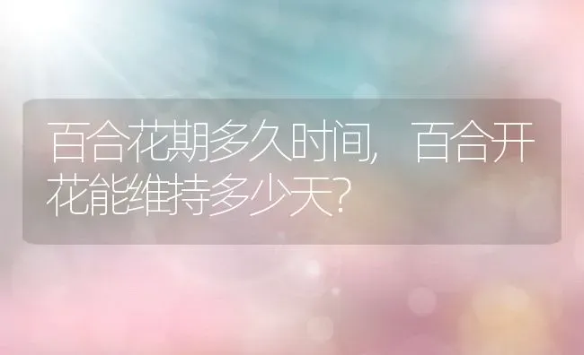 百合花期多久时间,百合开花能维持多少天？ | 养殖常见问题
