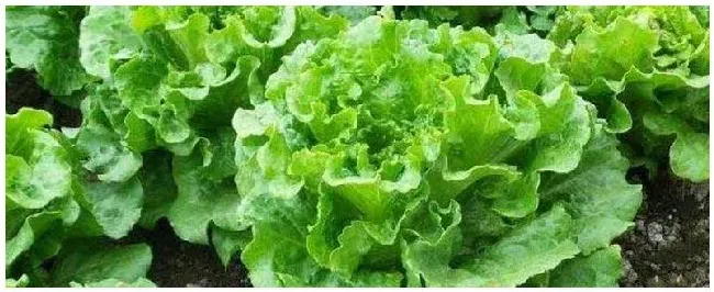 种植生菜的注意事项 | 生活常识