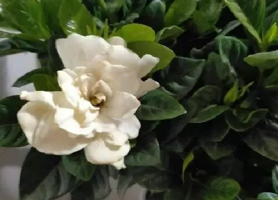 植物常识问题|栀子花盆面为什么要进行杀菌