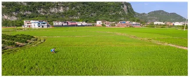 喷完除草剂下雨怎么办 | 农业问题