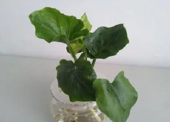 植物常识问题|春天养花的4大忌讳