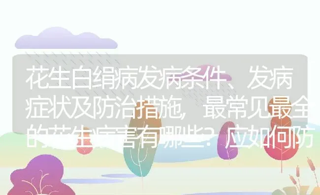 花生白绢病发病条件、发病症状及防治措施,最常见最全的花生病害有哪些？应如何防治 | 养殖常见问题