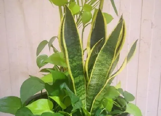 植物常识问题|怎么养虎皮兰壮根长势旺