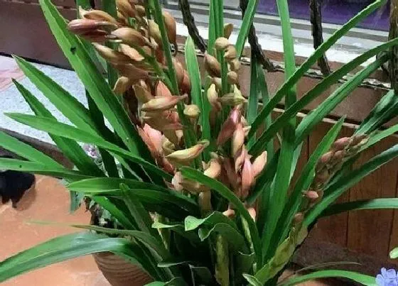 植物常识问题|大花蕙兰如何快速开爆