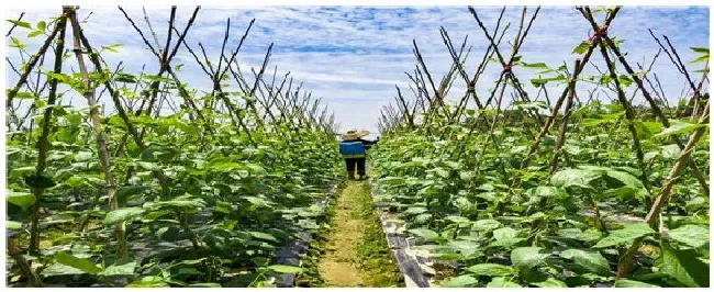 甲胺磷农药杀什么虫 | 农业问题