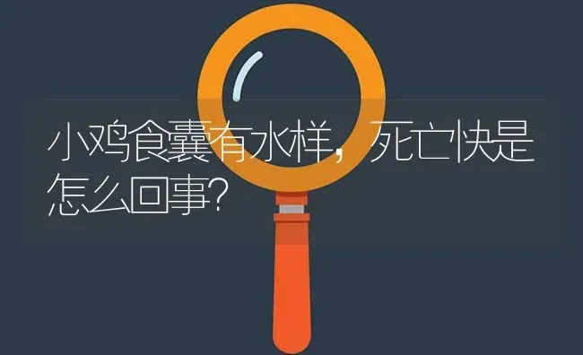 小鸡食囊有水样,死亡快是怎么回事? | 养殖问题解答