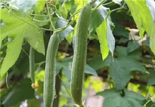 植物常识问题|丝瓜秧不开花不结果怎么回事（只长藤不结瓜解决办法）