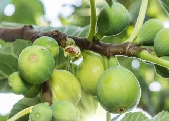 植物常识问题|无花果黄叶不断的原因